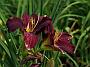Hemerocallis Super Purple